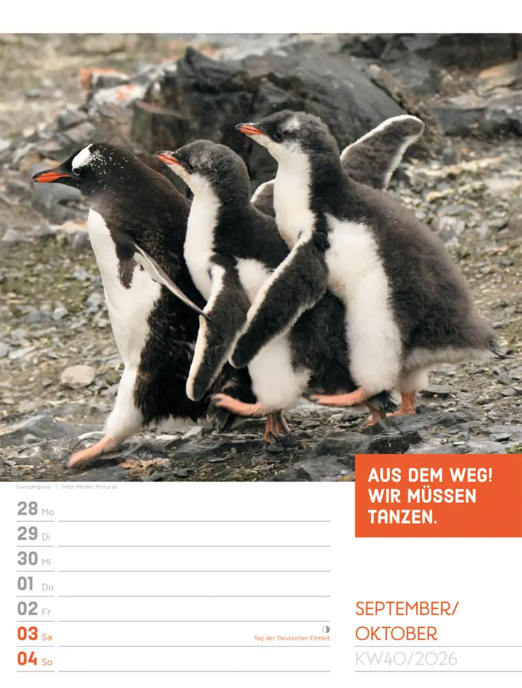 Bild: 9783838426969 | Tierisch Sprüchekalender Wochenplaner 2026 | GmbH | Kalender | Deutsch