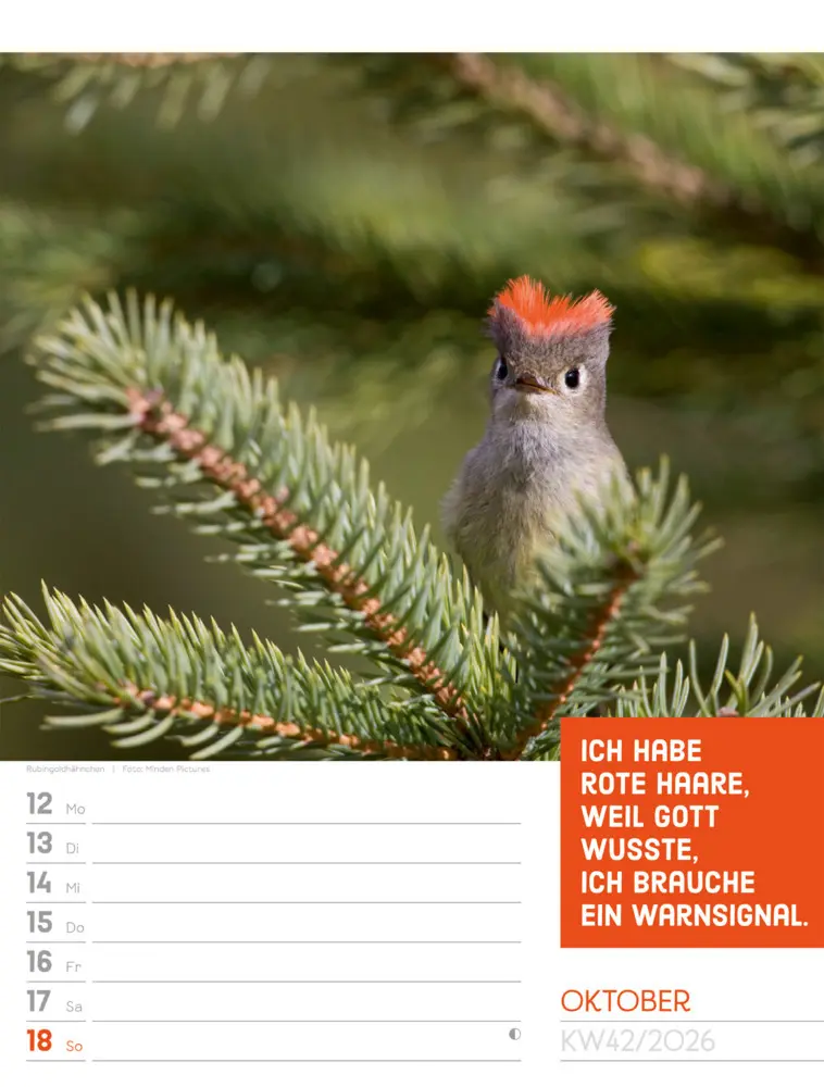 Bild: 9783838426969 | Tierisch Sprüchekalender Wochenplaner 2026 | GmbH | Kalender | Deutsch