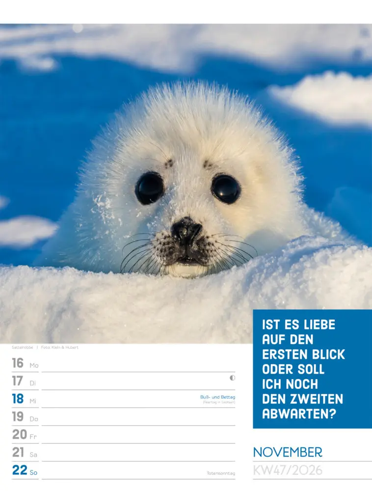Bild: 9783838426969 | Tierisch Sprüchekalender Wochenplaner 2026 | GmbH | Kalender | Deutsch