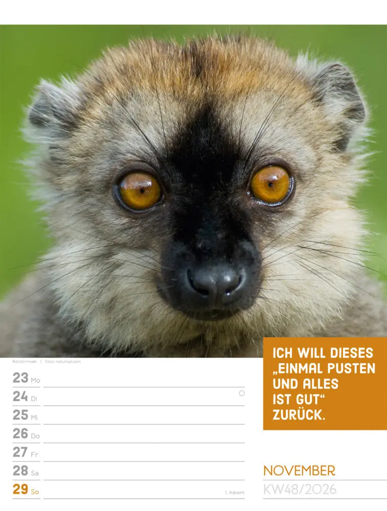 Bild: 9783838426969 | Tierisch Sprüchekalender Wochenplaner 2026 | GmbH | Kalender | Deutsch