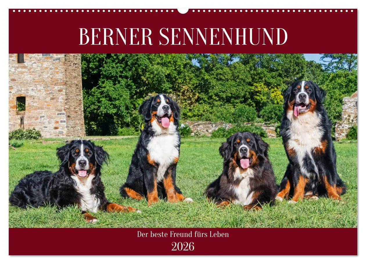 Cover: 9783457387269 | Berner Sennenhund - Der beste Freund fürs Leben (Wandkalender 2026...