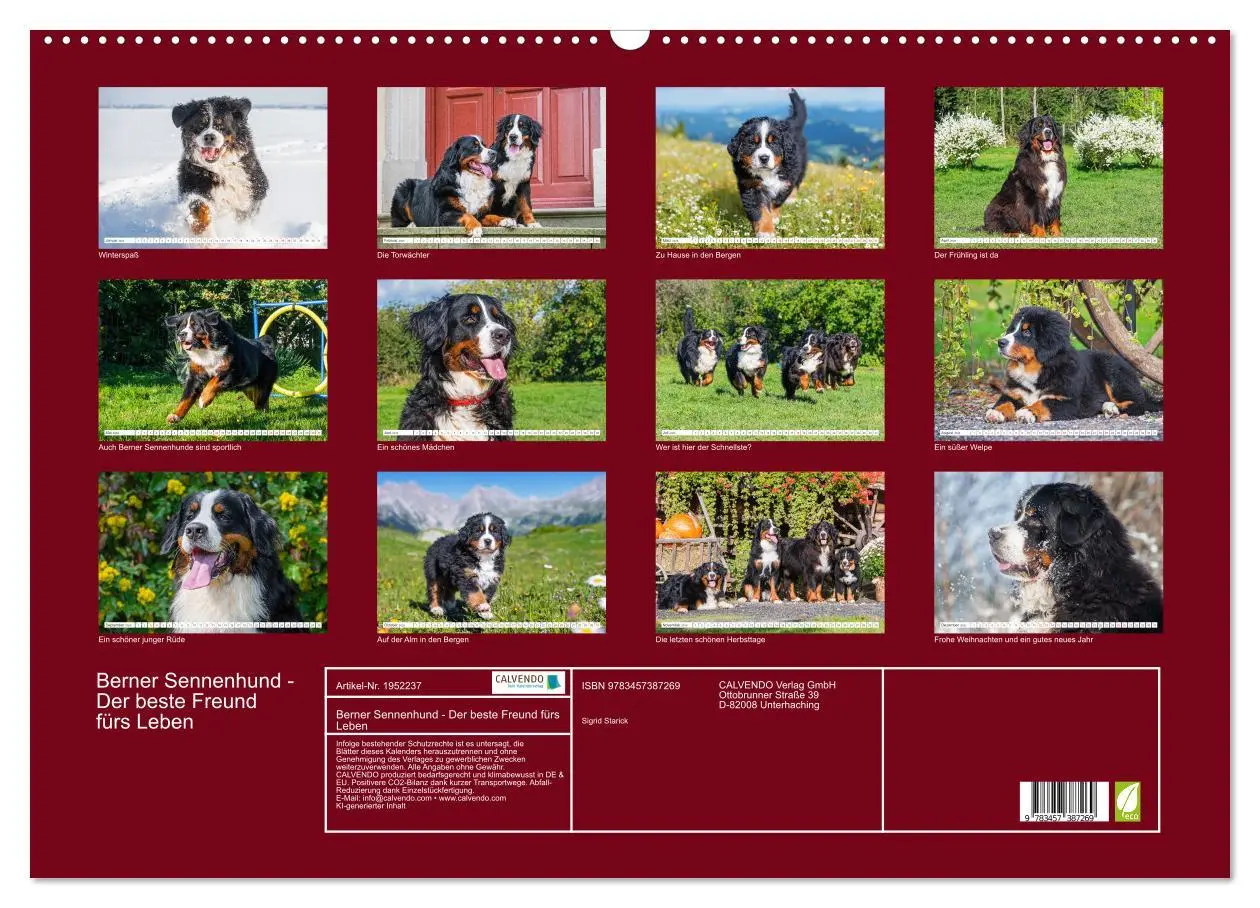 Bild: 9783457387269 | Berner Sennenhund - Der beste Freund fürs Leben (Wandkalender 2026...