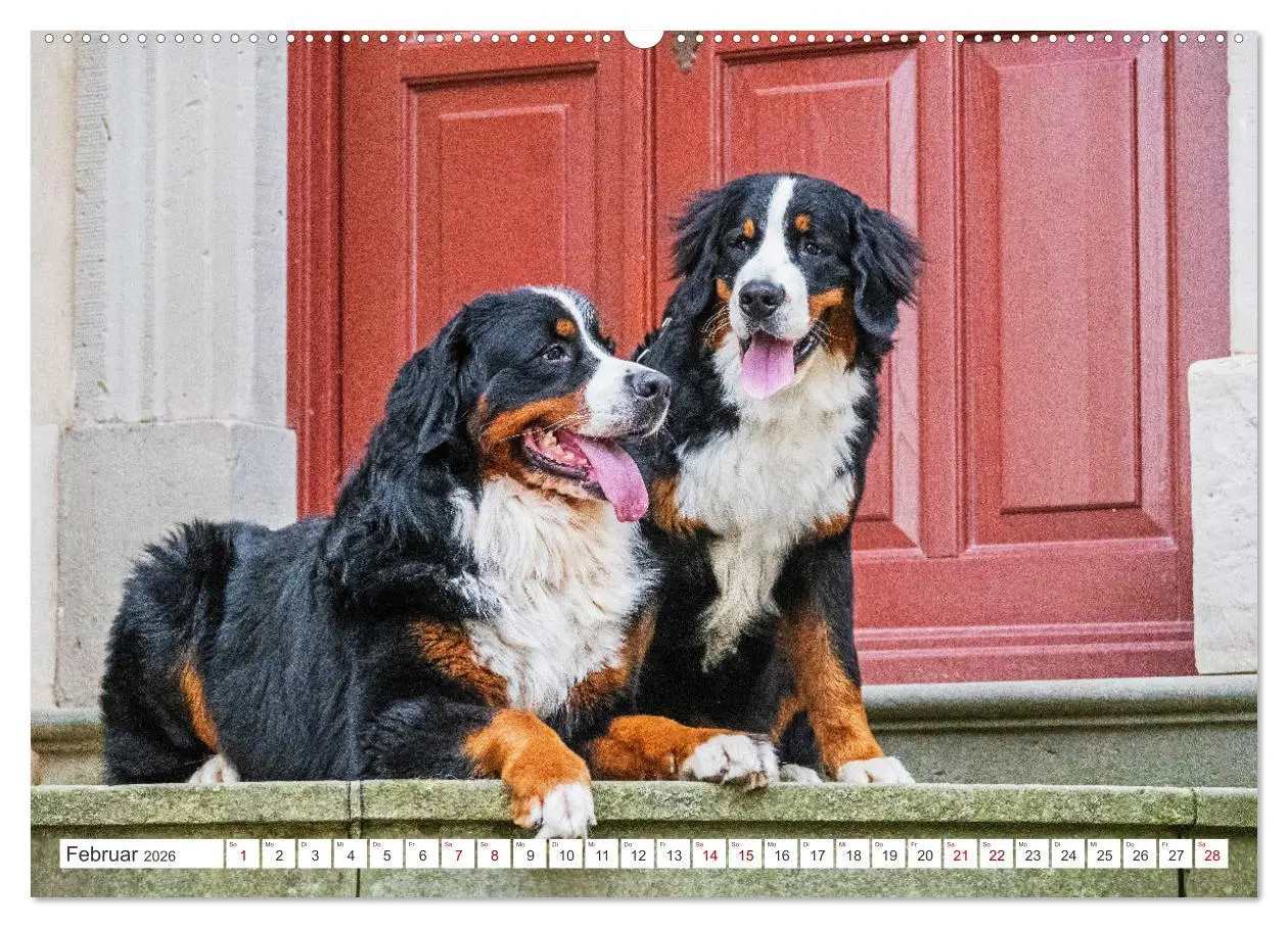 Bild: 9783457387269 | Berner Sennenhund - Der beste Freund fürs Leben (Wandkalender 2026...