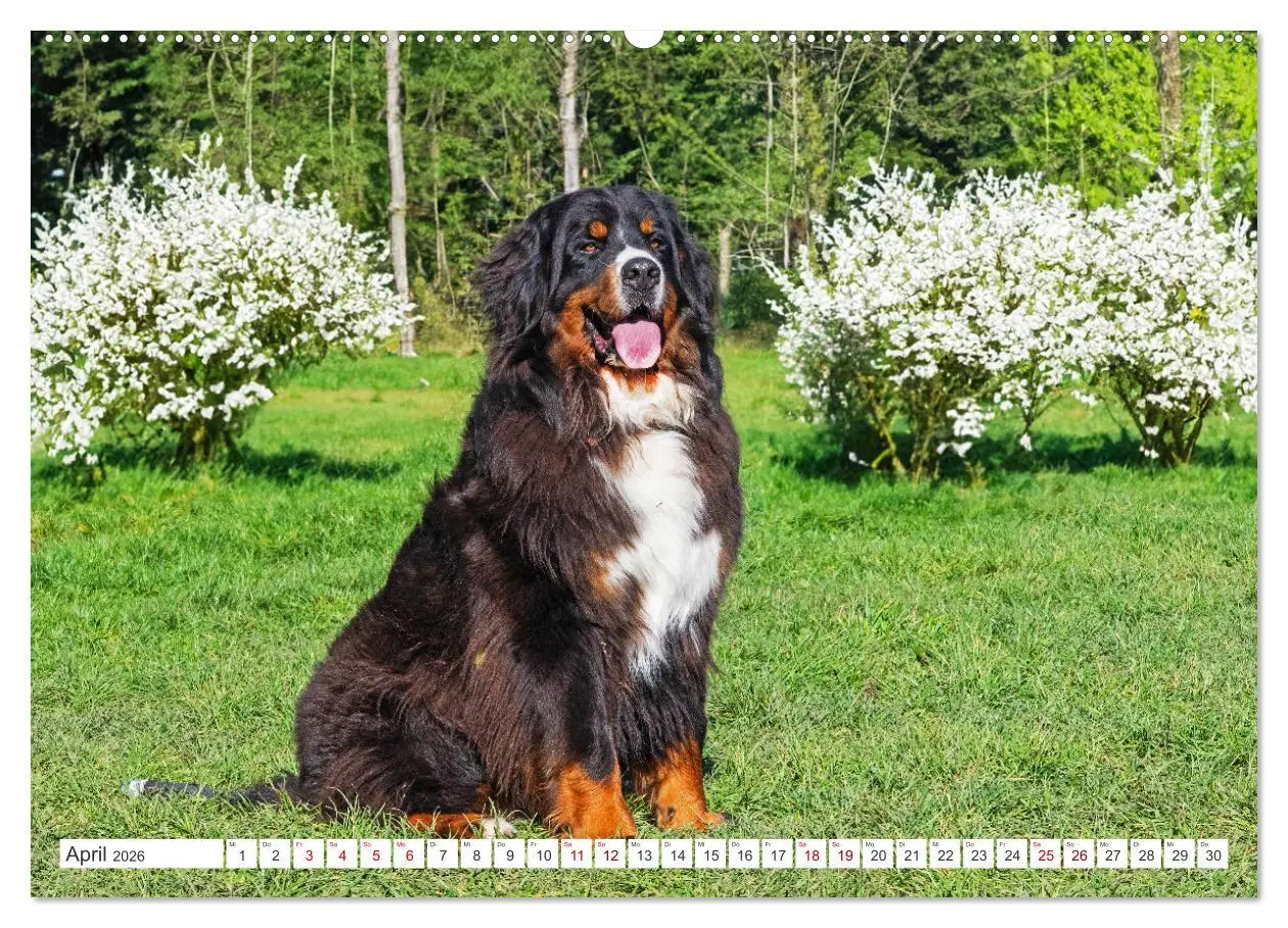 Bild: 9783457387269 | Berner Sennenhund - Der beste Freund fürs Leben (Wandkalender 2026...