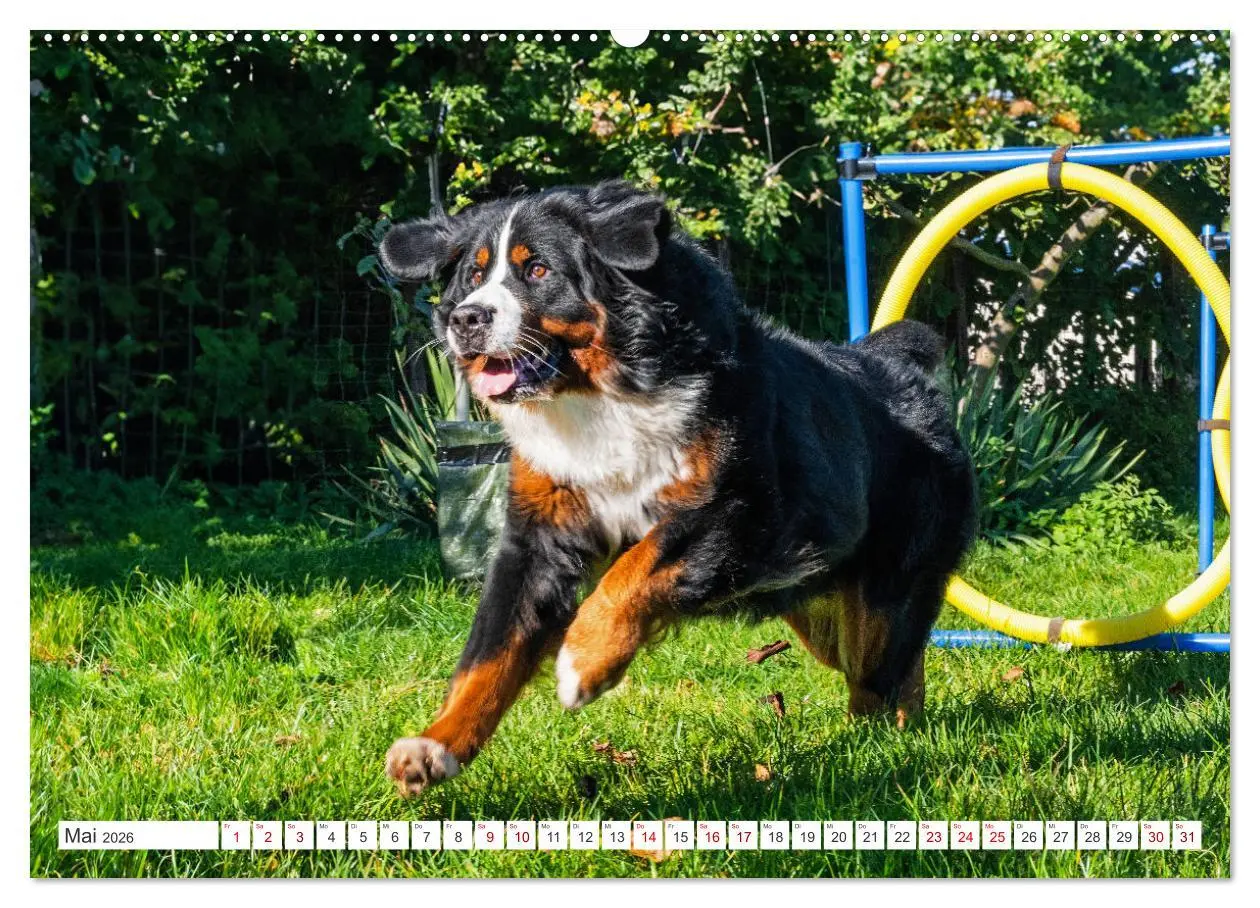 Bild: 9783457387269 | Berner Sennenhund - Der beste Freund fürs Leben (Wandkalender 2026...