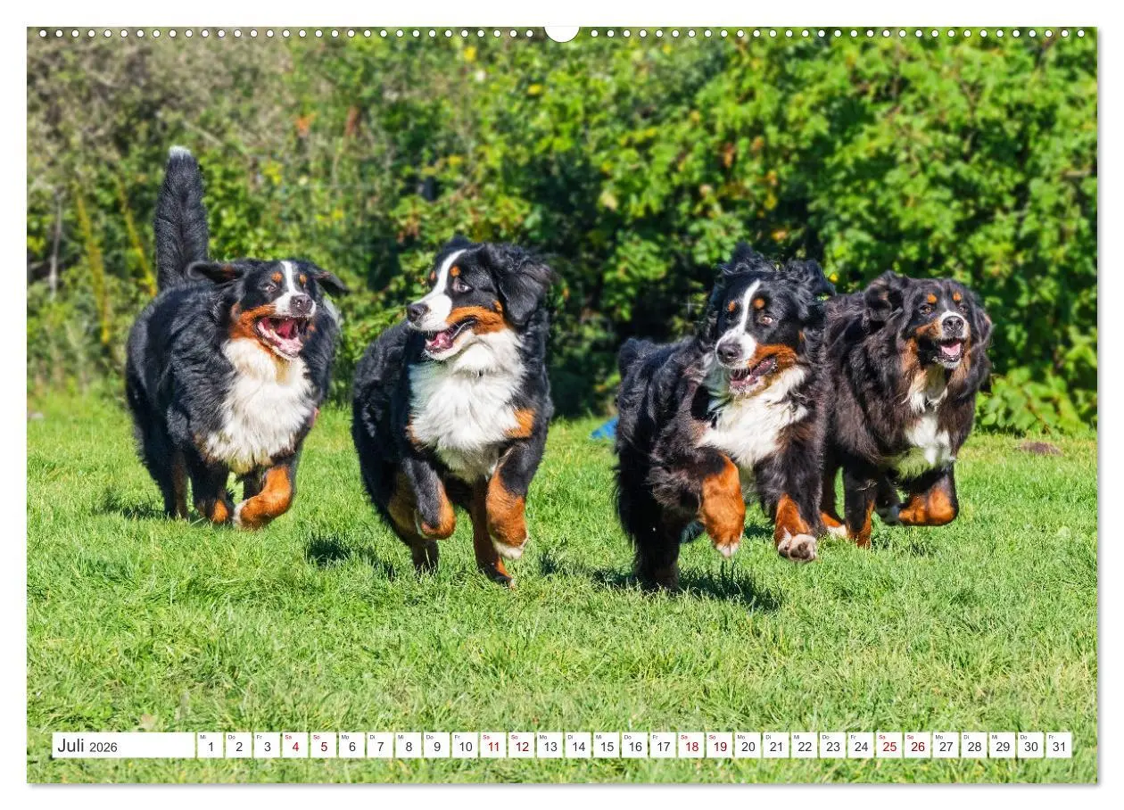Bild: 9783457387269 | Berner Sennenhund - Der beste Freund fürs Leben (Wandkalender 2026...