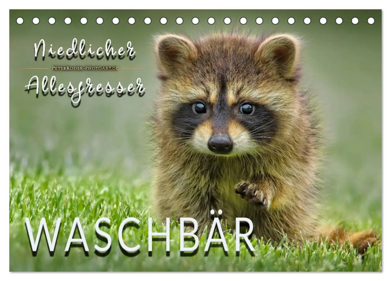 Cover: 9783457837269 | Waschbär - Niedlicher Allesfresser (Tischkalender 2026 DIN A5...