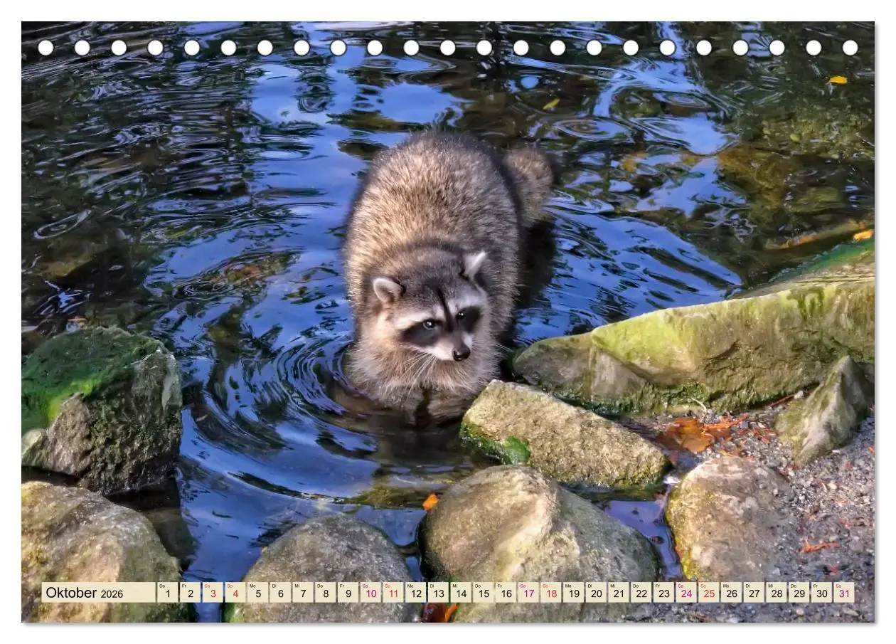 Bild: 9783457837269 | Waschbär - Niedlicher Allesfresser (Tischkalender 2026 DIN A5...