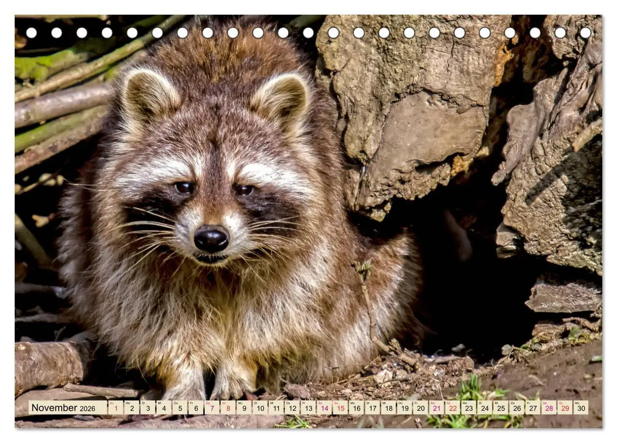 Bild: 9783457837269 | Waschbär - Niedlicher Allesfresser (Tischkalender 2026 DIN A5...
