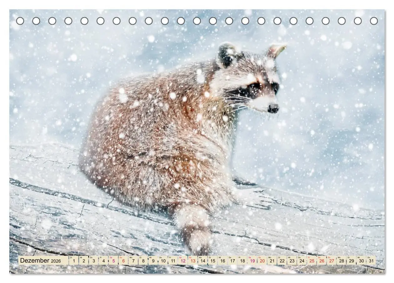 Bild: 9783457837269 | Waschbär - Niedlicher Allesfresser (Tischkalender 2026 DIN A5...