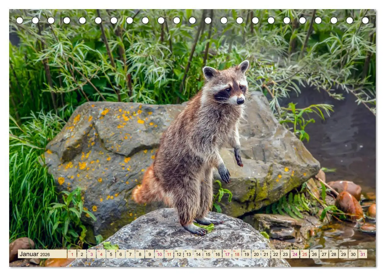 Bild: 9783457837269 | Waschbär - Niedlicher Allesfresser (Tischkalender 2026 DIN A5...