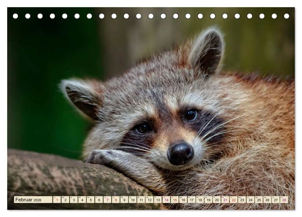 Bild: 9783457837269 | Waschbär - Niedlicher Allesfresser (Tischkalender 2026 DIN A5...