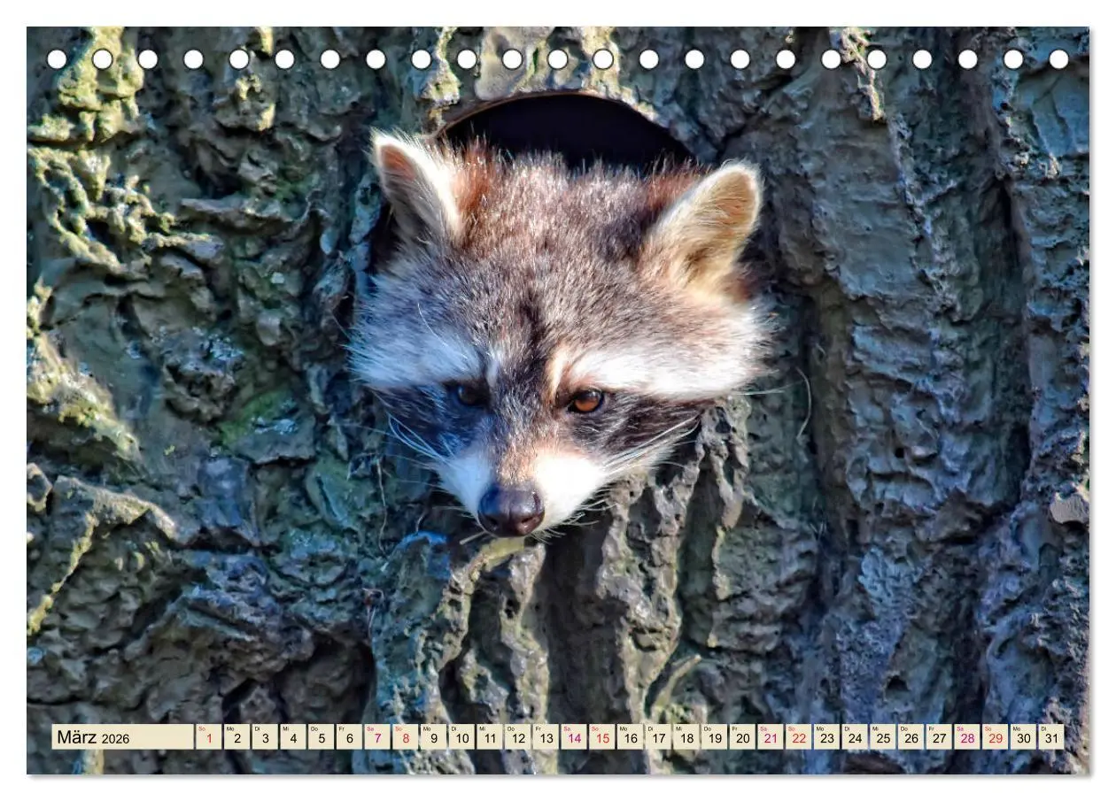 Bild: 9783457837269 | Waschbär - Niedlicher Allesfresser (Tischkalender 2026 DIN A5...