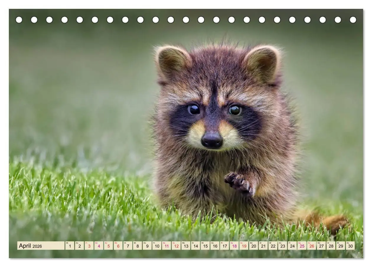 Bild: 9783457837269 | Waschbär - Niedlicher Allesfresser (Tischkalender 2026 DIN A5...