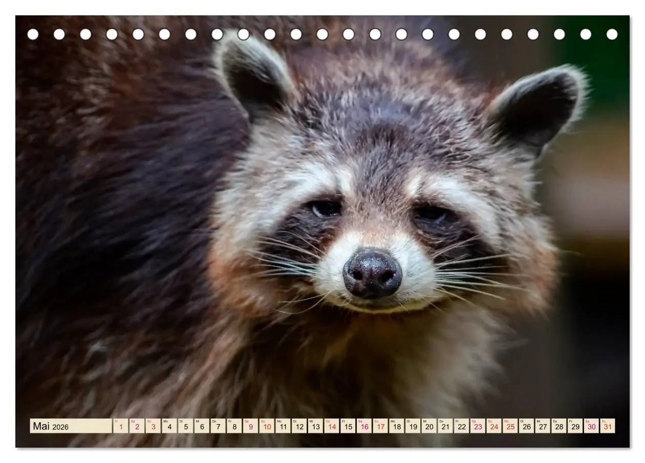 Bild: 9783457837269 | Waschbär - Niedlicher Allesfresser (Tischkalender 2026 DIN A5...
