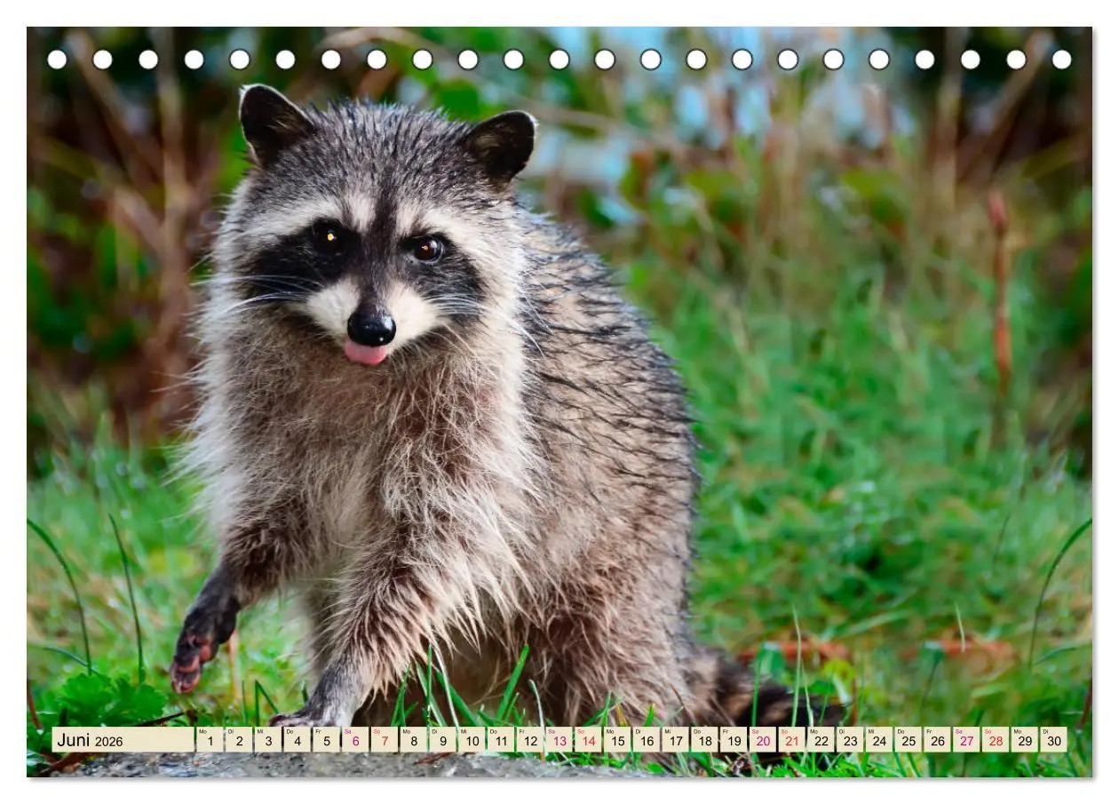 Bild: 9783457837269 | Waschbär - Niedlicher Allesfresser (Tischkalender 2026 DIN A5...