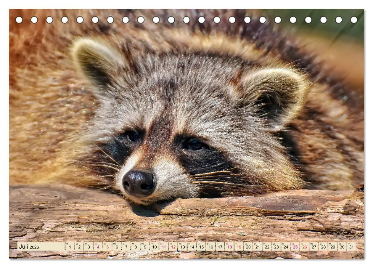 Bild: 9783457837269 | Waschbär - Niedlicher Allesfresser (Tischkalender 2026 DIN A5...