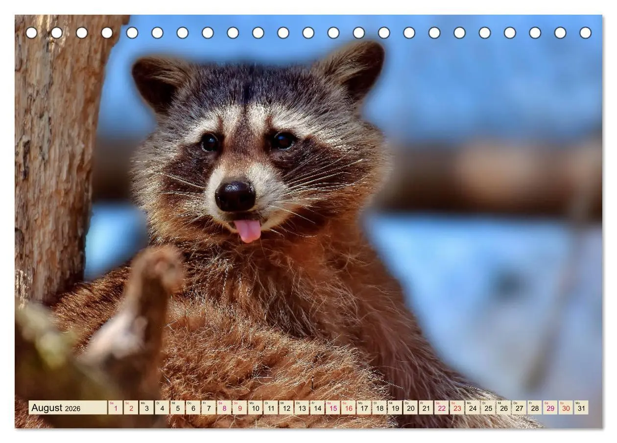Bild: 9783457837269 | Waschbär - Niedlicher Allesfresser (Tischkalender 2026 DIN A5...