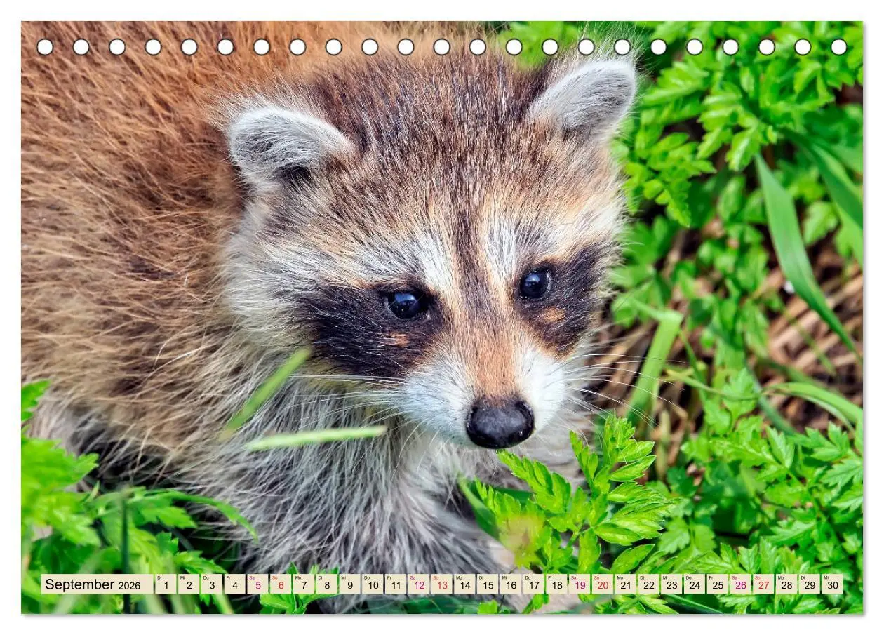 Bild: 9783457837269 | Waschbär - Niedlicher Allesfresser (Tischkalender 2026 DIN A5...
