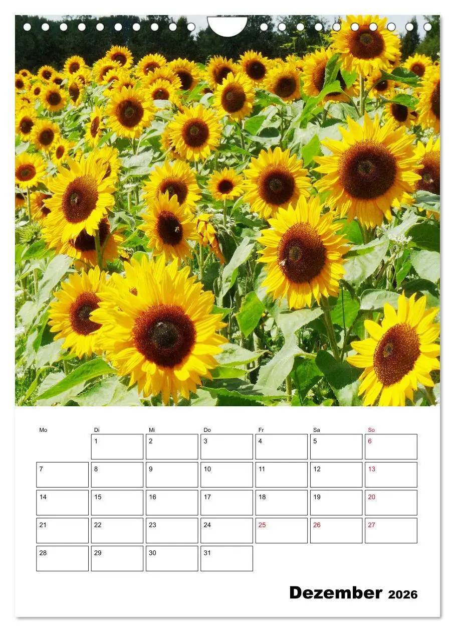 Bild: 9783516397369 | Leuchtende Sonnenblumen (Wandkalender 2026 DIN A4 hoch), CALVENDO...