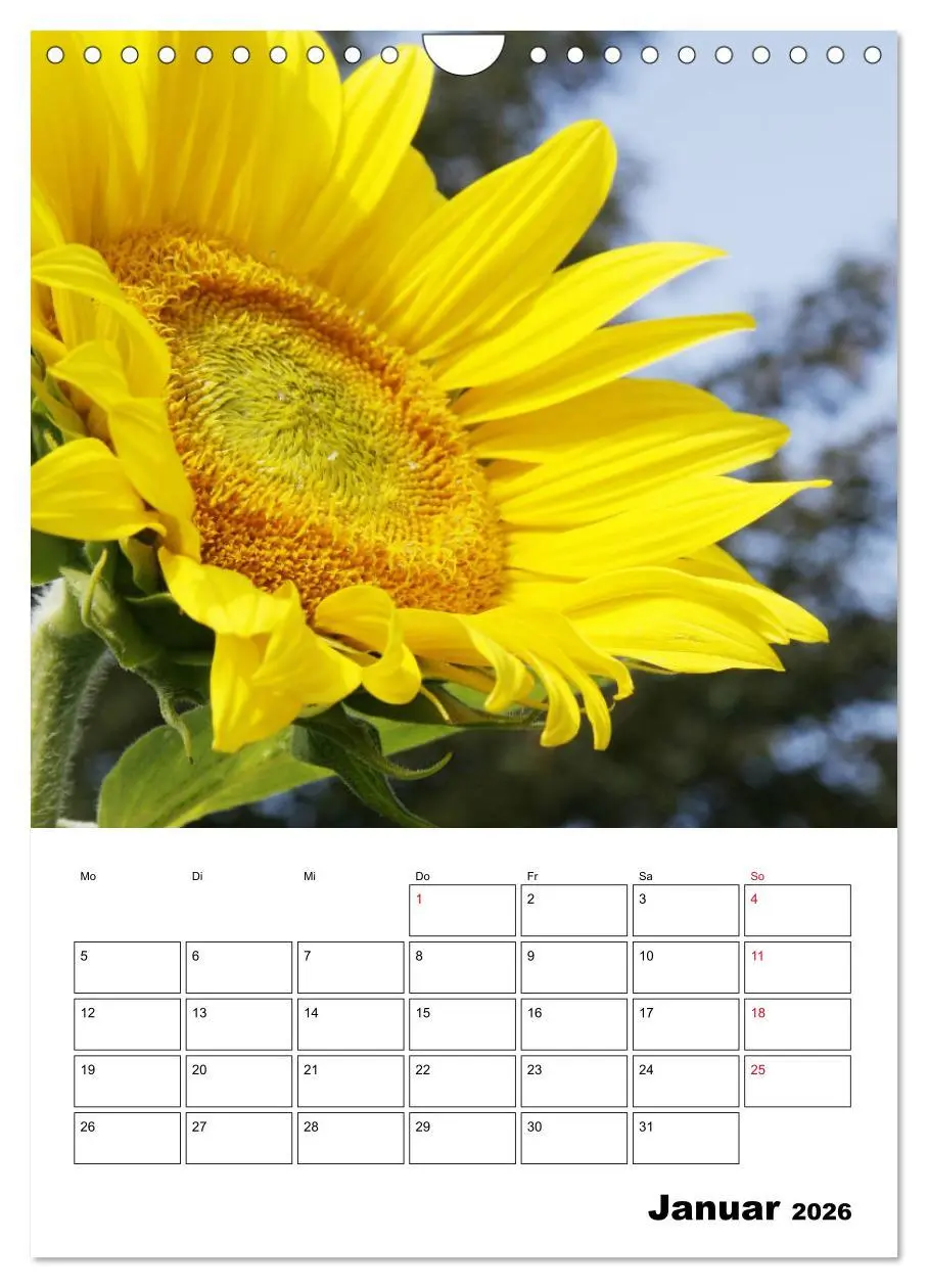 Bild: 9783516397369 | Leuchtende Sonnenblumen (Wandkalender 2026 DIN A4 hoch), CALVENDO...