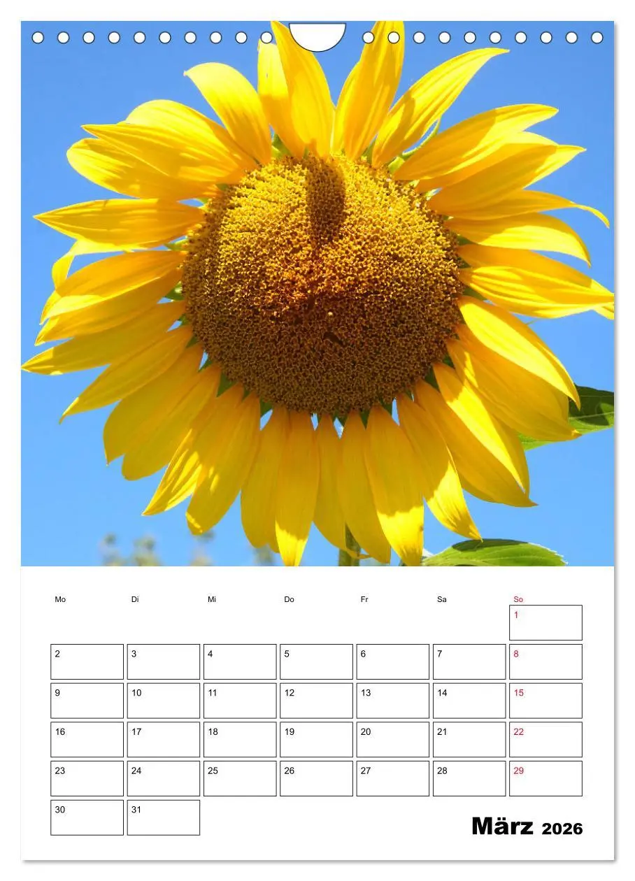Bild: 9783516397369 | Leuchtende Sonnenblumen (Wandkalender 2026 DIN A4 hoch), CALVENDO...