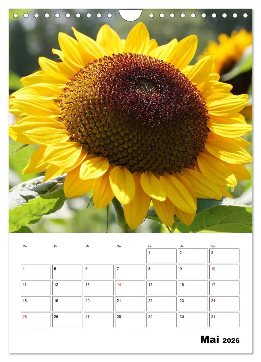 Bild: 9783516397369 | Leuchtende Sonnenblumen (Wandkalender 2026 DIN A4 hoch), CALVENDO...