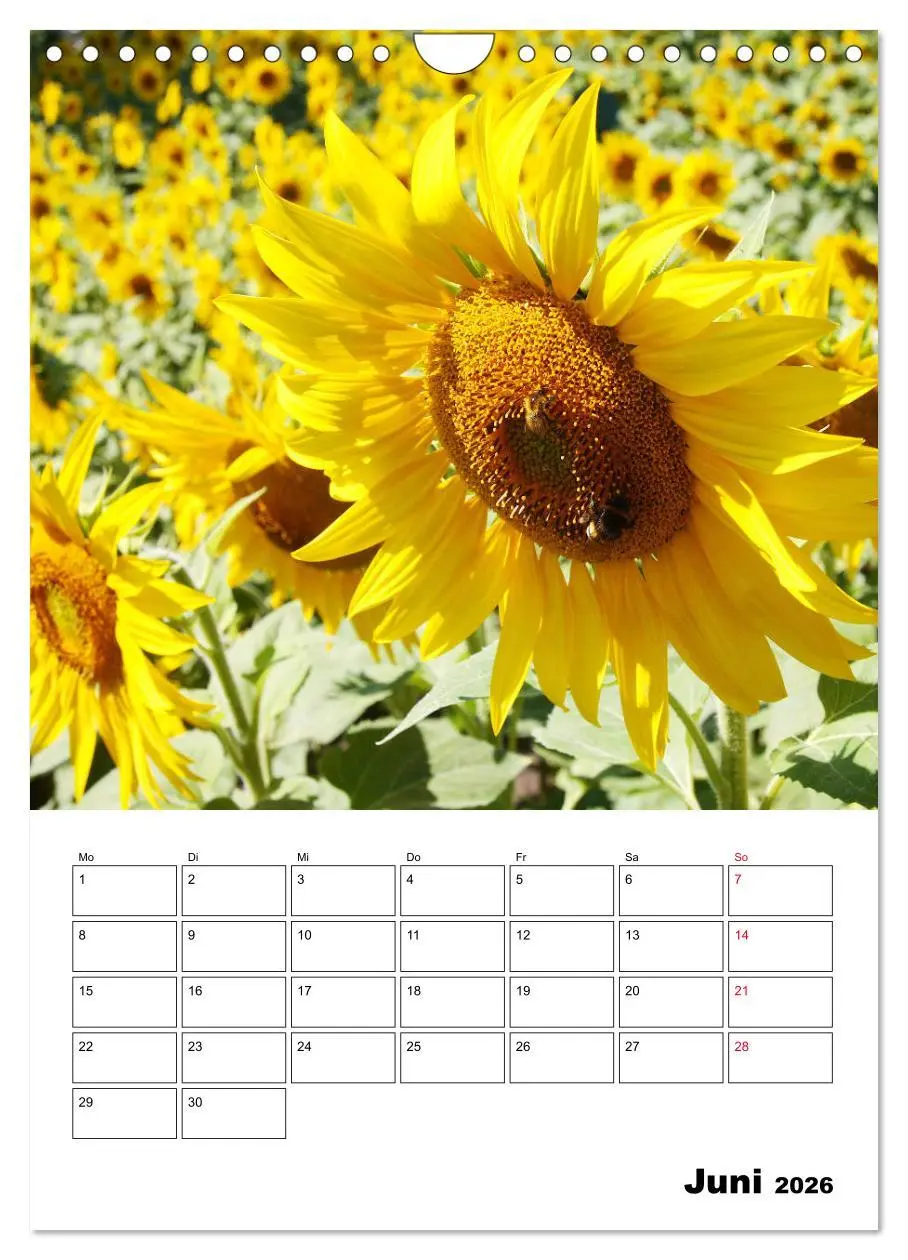 Bild: 9783516397369 | Leuchtende Sonnenblumen (Wandkalender 2026 DIN A4 hoch), CALVENDO...