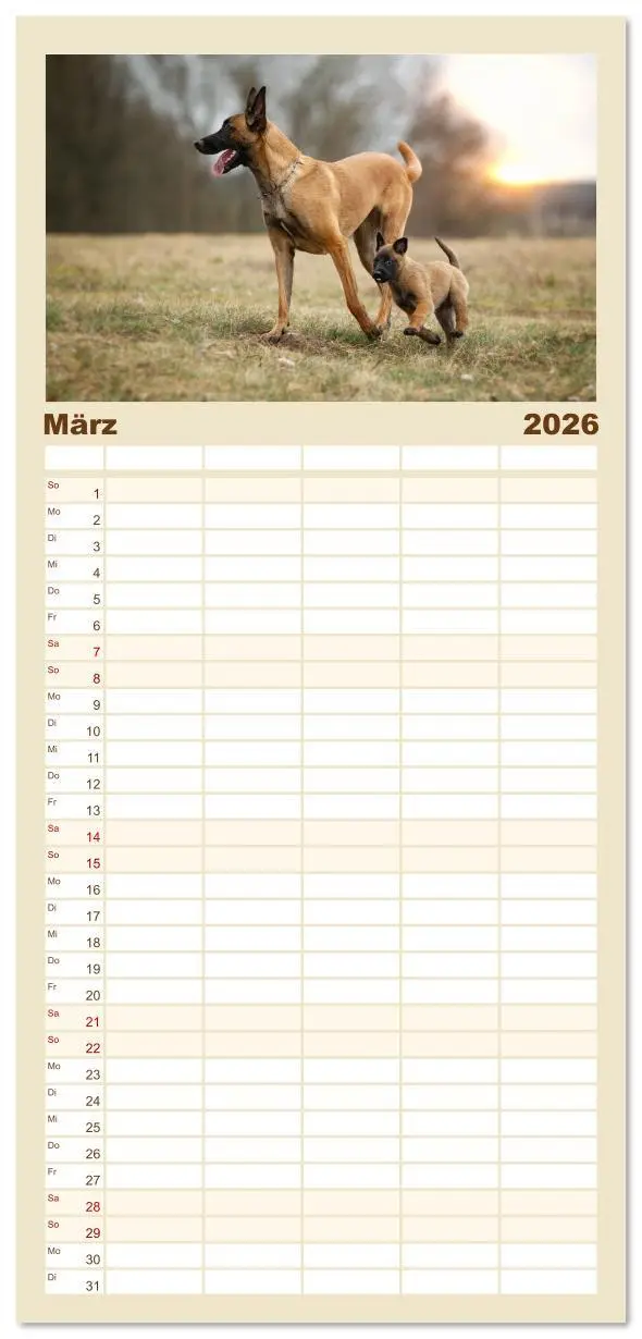 Bild: 9783516607369 | Familienplaner 2026 - Mit dem Malinois durch das Jahr mit 5 Spalten...