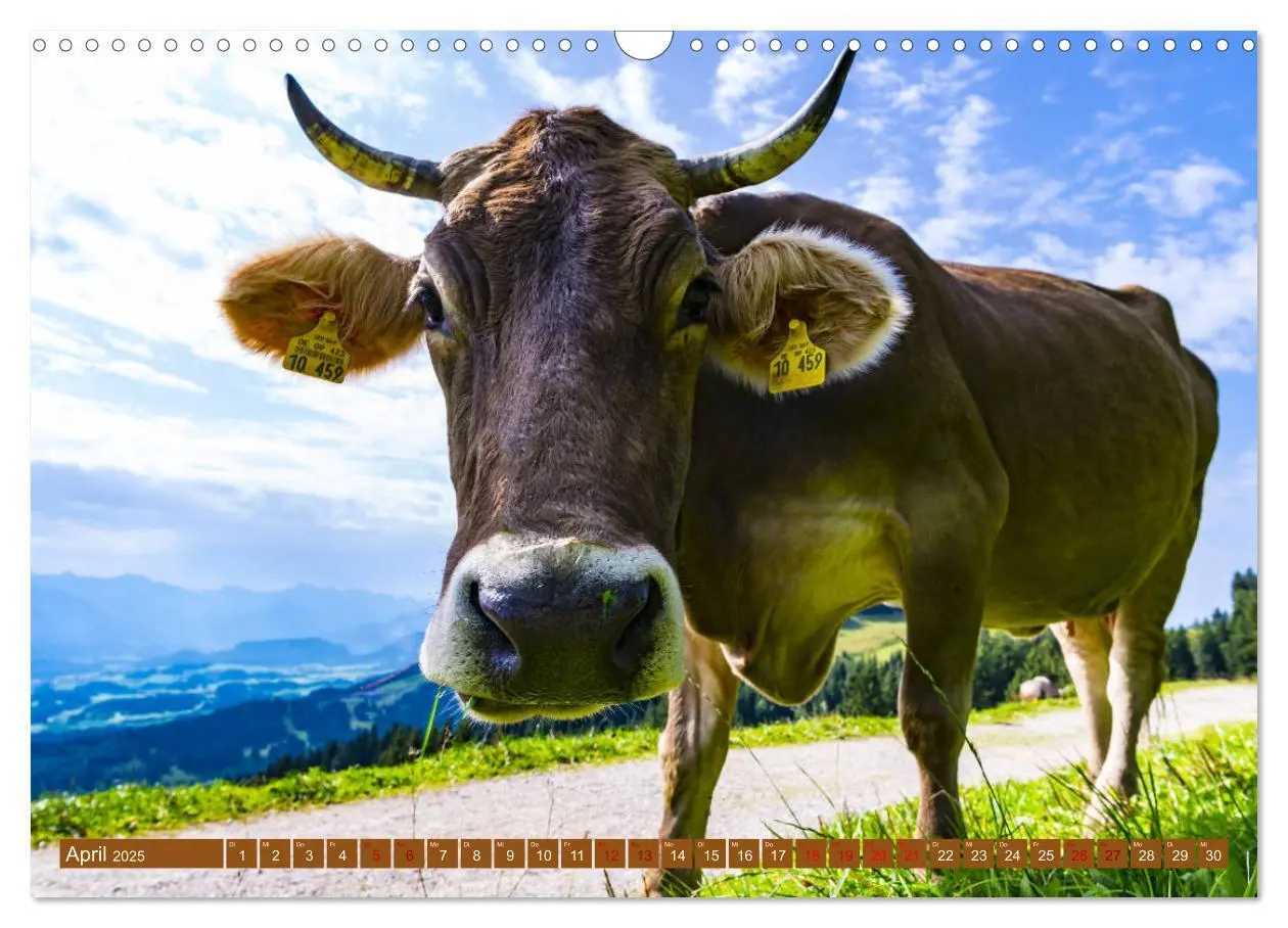 Bild: 9783435347469 | Allgäuer Schönheiten Allgäu - Land der Kühe (Wandkalender 2025 DIN...