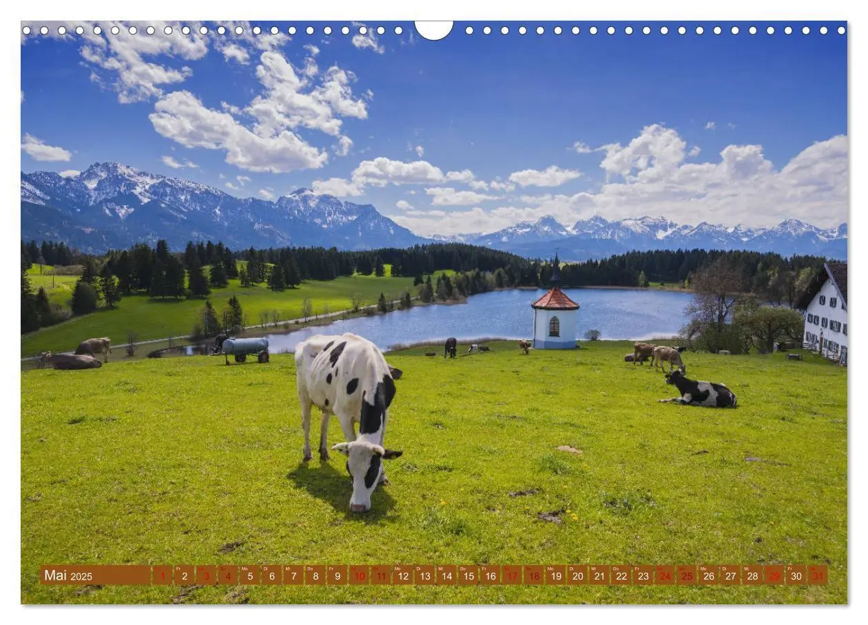 Bild: 9783435347469 | Allgäuer Schönheiten Allgäu - Land der Kühe (Wandkalender 2025 DIN...