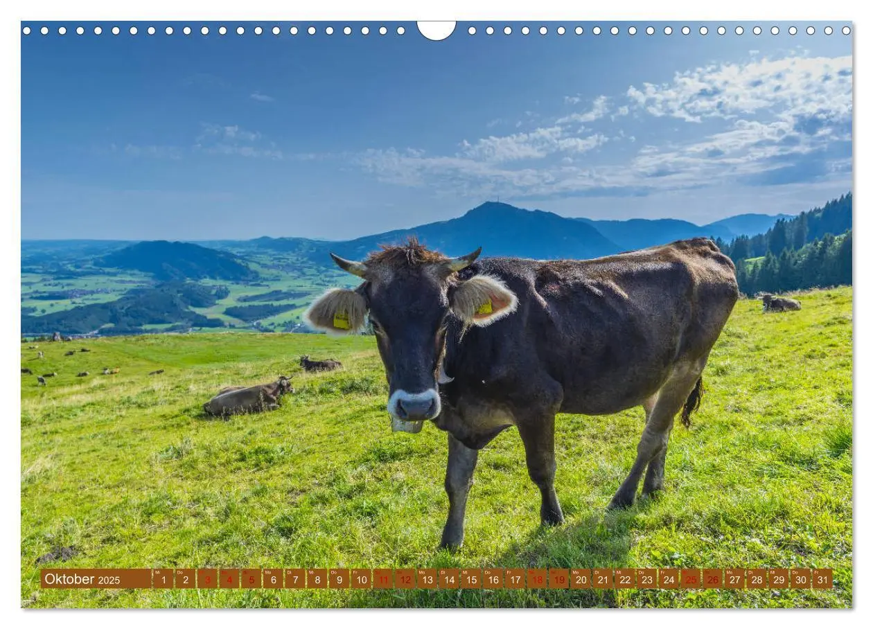 Bild: 9783435347469 | Allgäuer Schönheiten Allgäu - Land der Kühe (Wandkalender 2025 DIN...