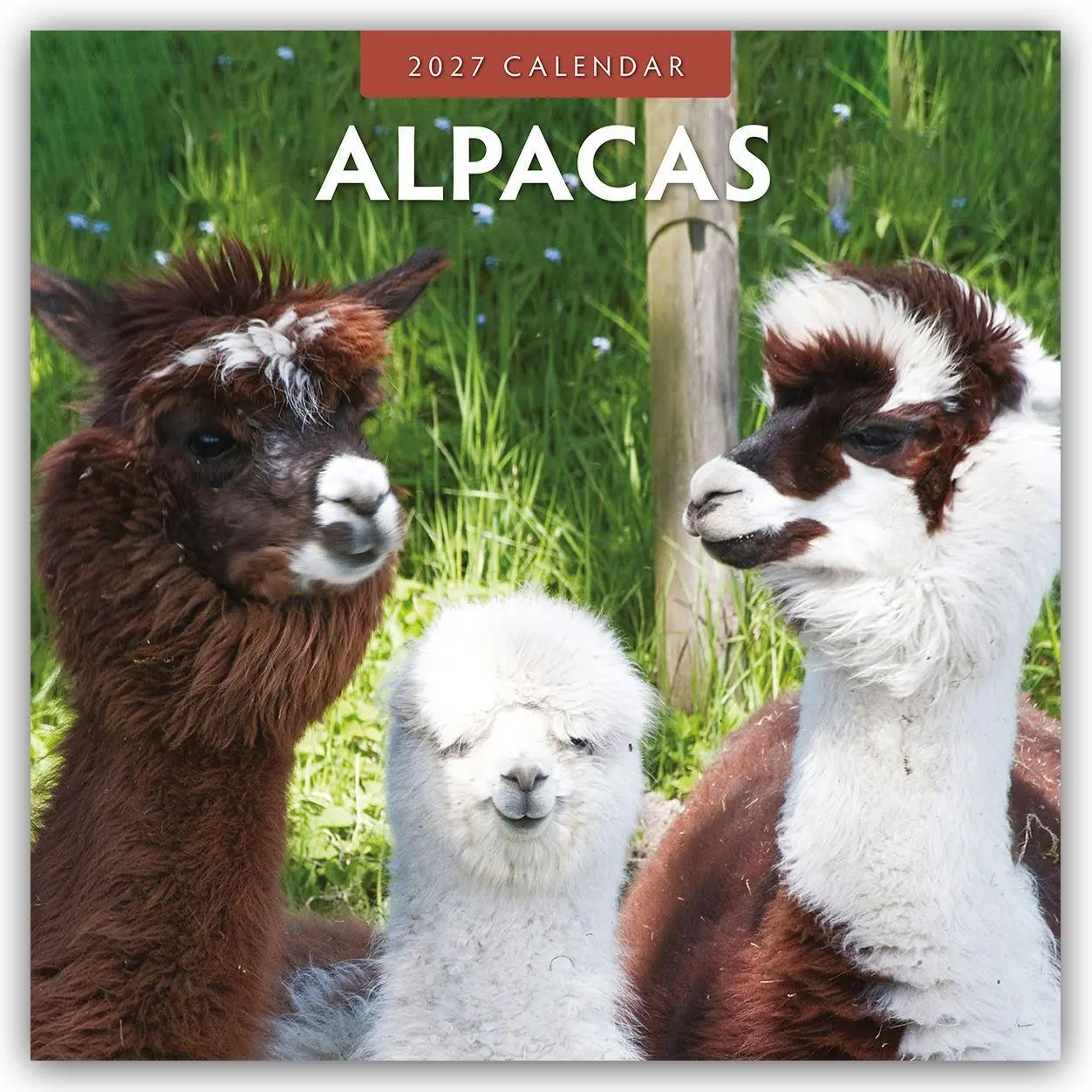 Cover: 9781804427569 | Alpacas - Alpakas 2027 - 16-Monatskalender | Robin Red | Kalender