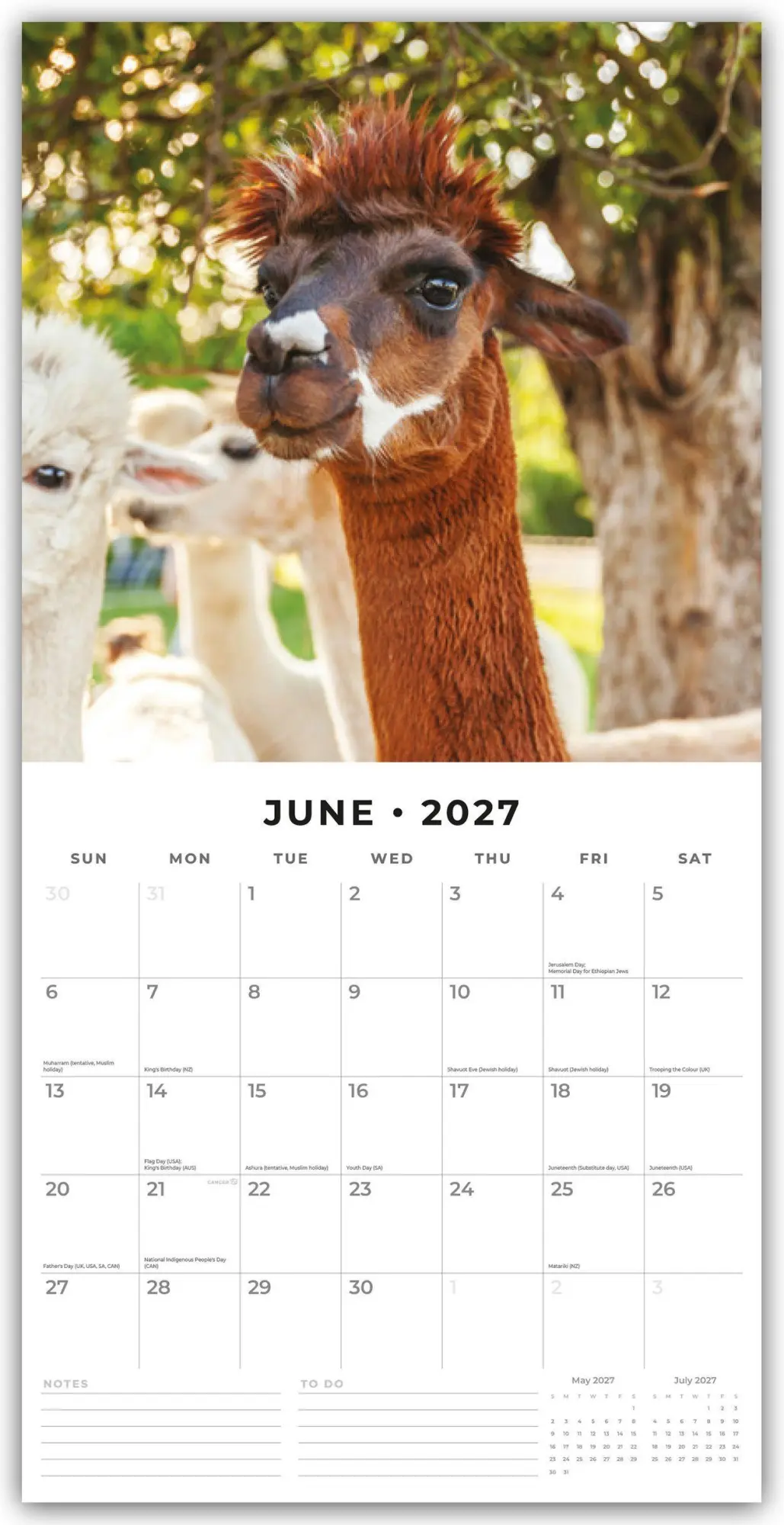 Bild: 9781804427569 | Alpacas - Alpakas 2027 - 16-Monatskalender | Robin Red | Kalender