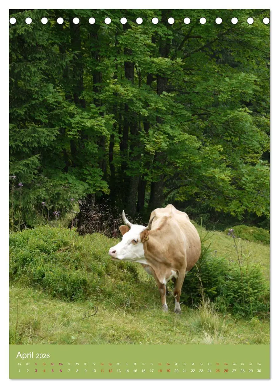 Bild: 9783516437669 | Schwarzwald und Kühe im Hochformat (Tischkalender 2026 DIN A5...