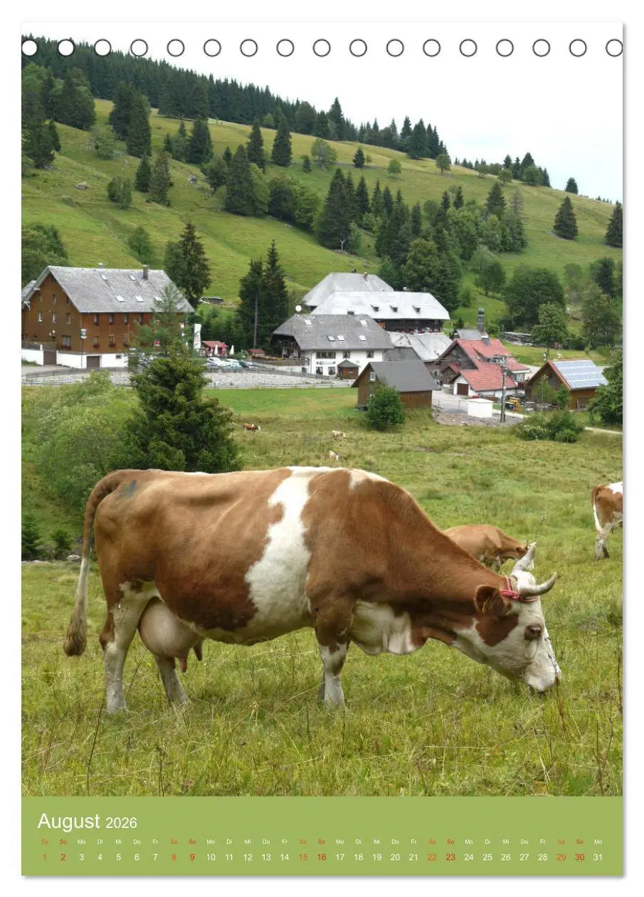Bild: 9783516437669 | Schwarzwald und Kühe im Hochformat (Tischkalender 2026 DIN A5...