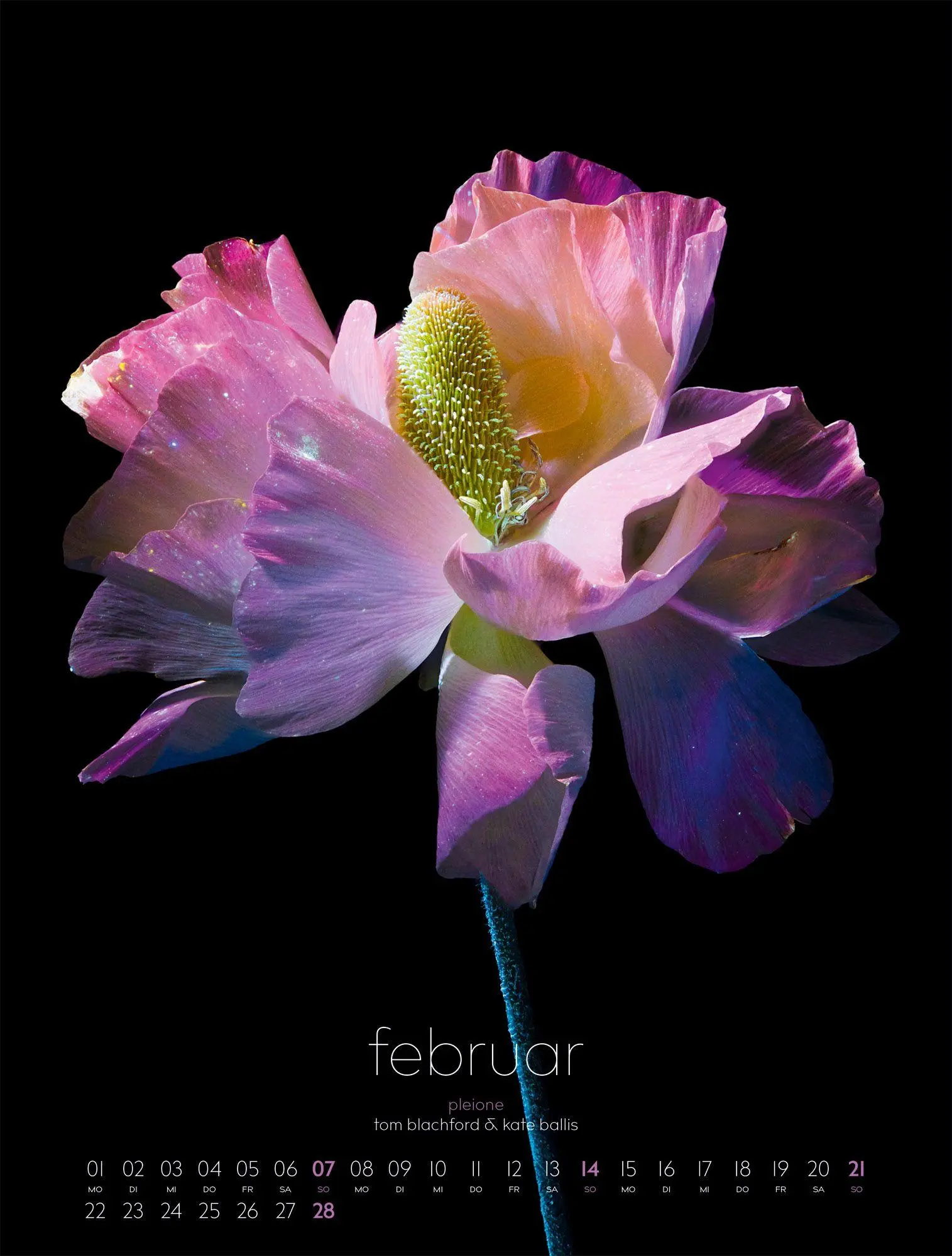 Bild: 9783838427669 | in bloom Kalender 2027 | Blachford (u. a.) | Kalender | 14 S. | 2027