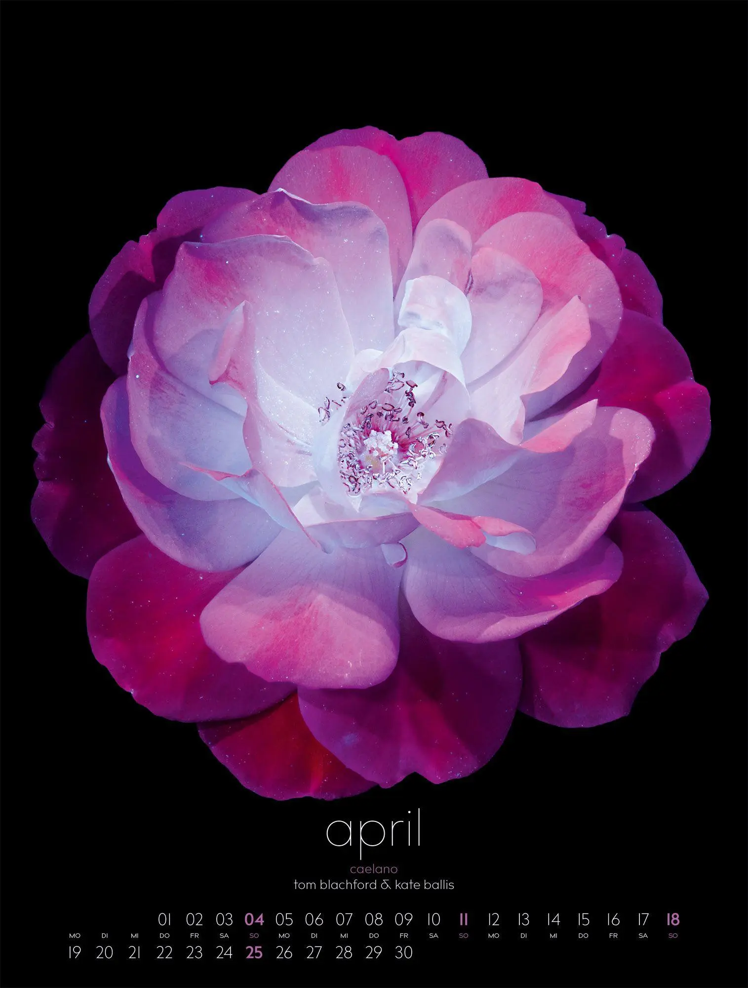 Bild: 9783838427669 | in bloom Kalender 2027 | Blachford (u. a.) | Kalender | 14 S. | 2027