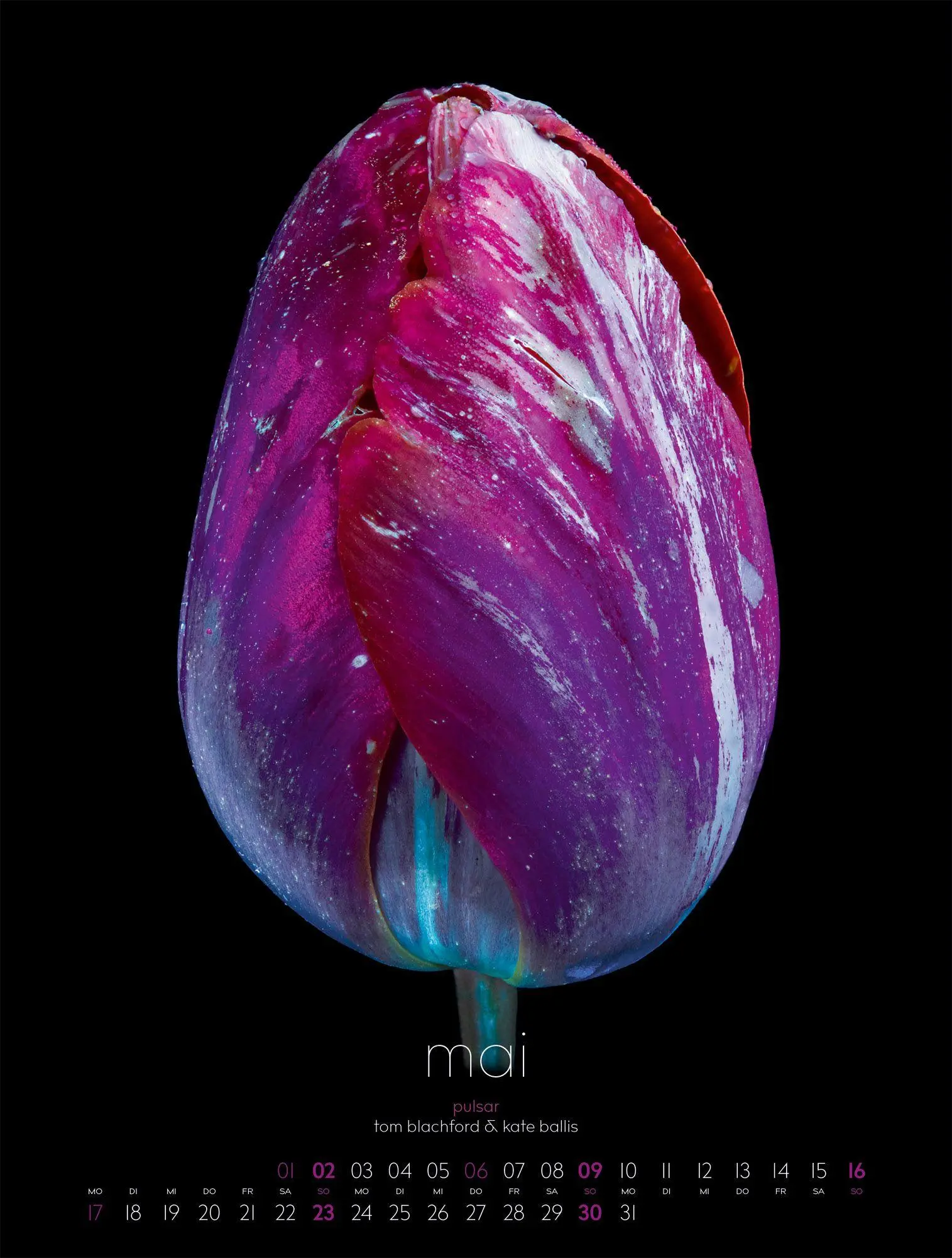 Bild: 9783838427669 | in bloom Kalender 2027 | Blachford (u. a.) | Kalender | 14 S. | 2027