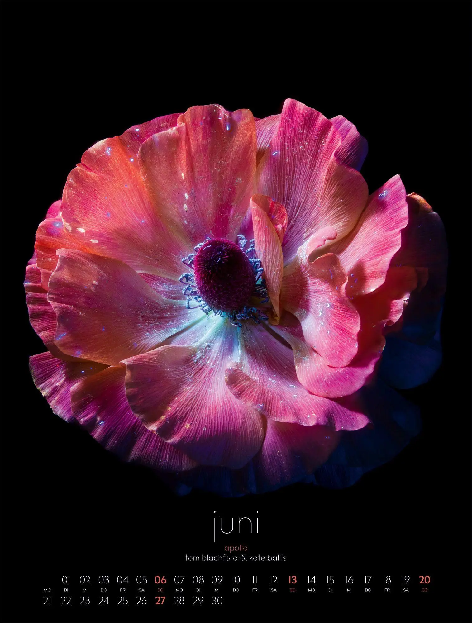 Bild: 9783838427669 | in bloom Kalender 2027 | Blachford (u. a.) | Kalender | 14 S. | 2027