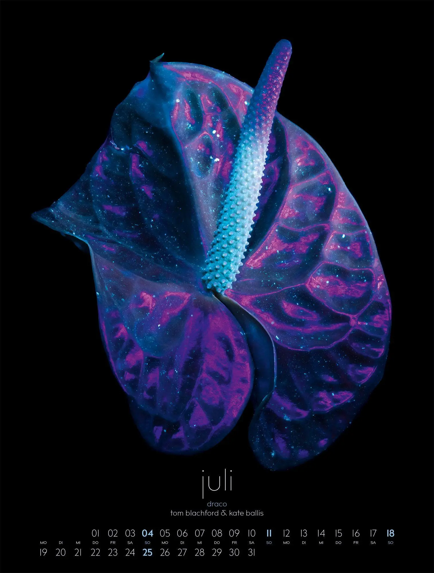Bild: 9783838427669 | in bloom Kalender 2027 | Blachford (u. a.) | Kalender | 14 S. | 2027