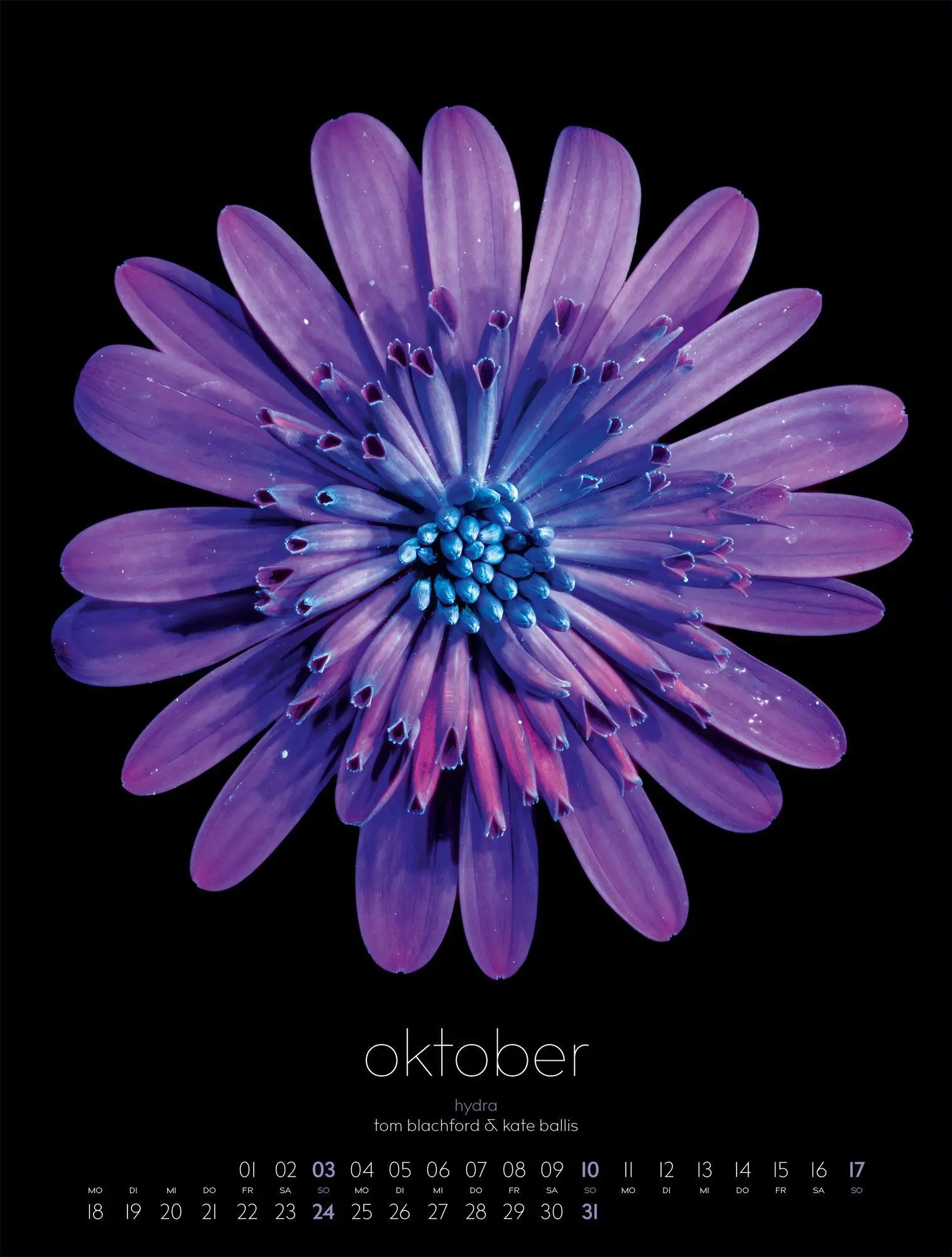Bild: 9783838427669 | in bloom Kalender 2027 | Blachford (u. a.) | Kalender | 14 S. | 2027