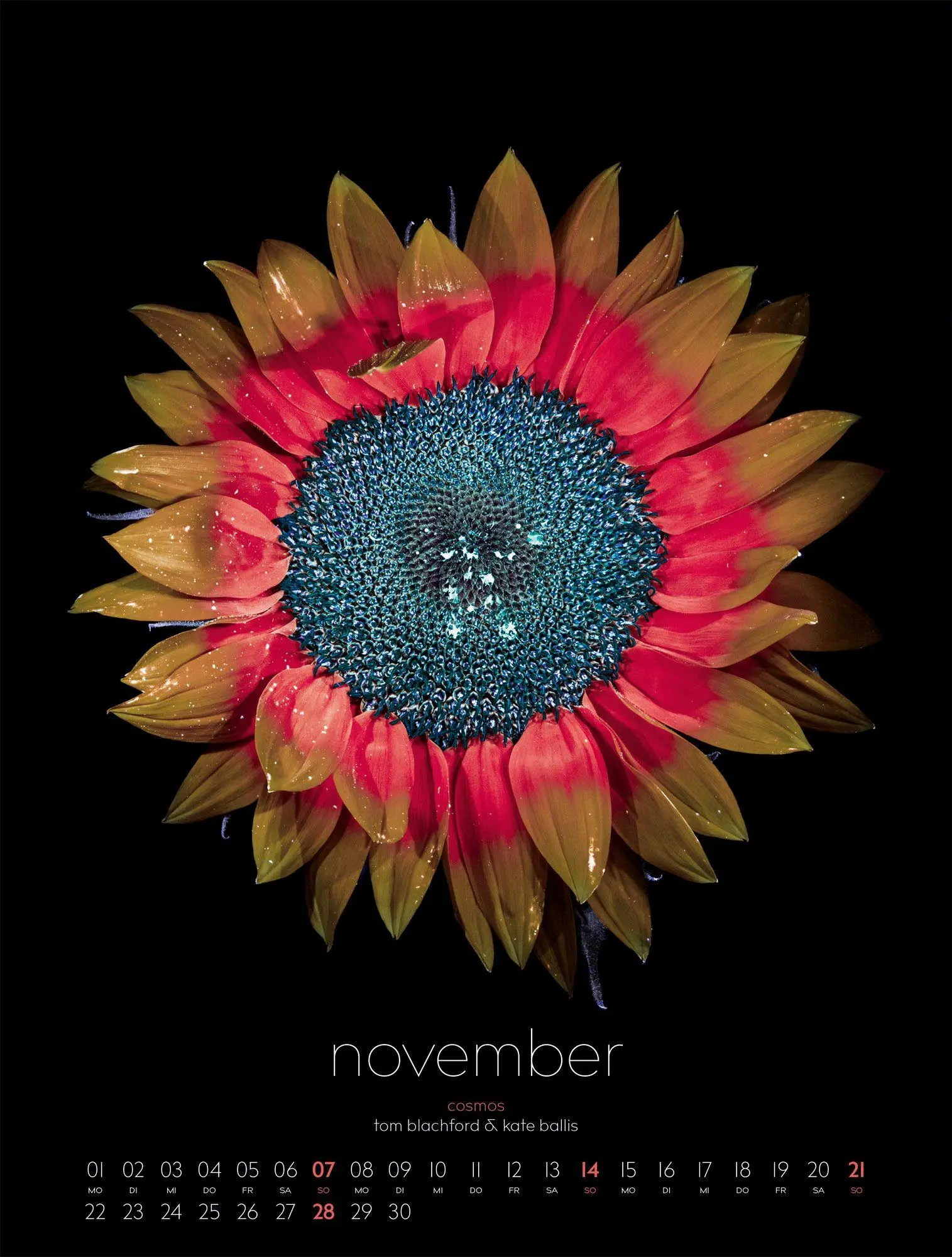 Bild: 9783838427669 | in bloom Kalender 2027 | Blachford (u. a.) | Kalender | 14 S. | 2027