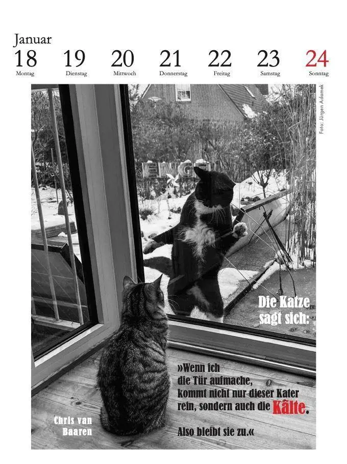Bild: 9783895617669 | Der literarische Katzenkalender 2027 | Julia Bachstein | Kalender