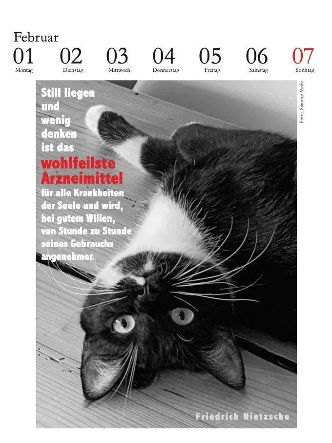 Bild: 9783895617669 | Der literarische Katzenkalender 2027 | Julia Bachstein | Kalender