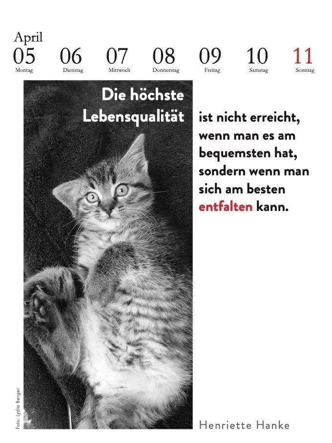 Bild: 9783895617669 | Der literarische Katzenkalender 2027 | Julia Bachstein | Kalender