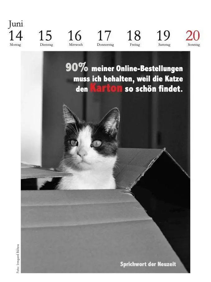 Bild: 9783895617669 | Der literarische Katzenkalender 2027 | Julia Bachstein | Kalender
