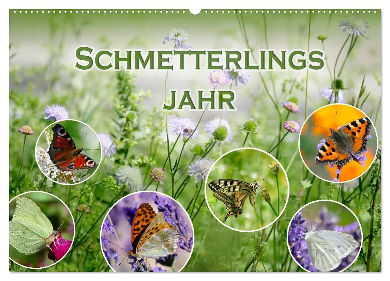 Cover: 9783457567869 | Schmetterlingsjahr (Wandkalender 2026 DIN A2 quer), CALVENDO...