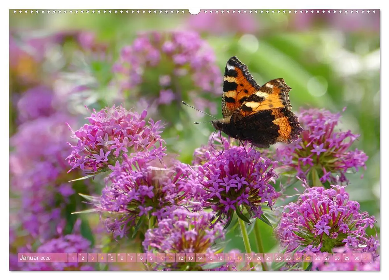 Bild: 9783457567869 | Schmetterlingsjahr (Wandkalender 2026 DIN A2 quer), CALVENDO...