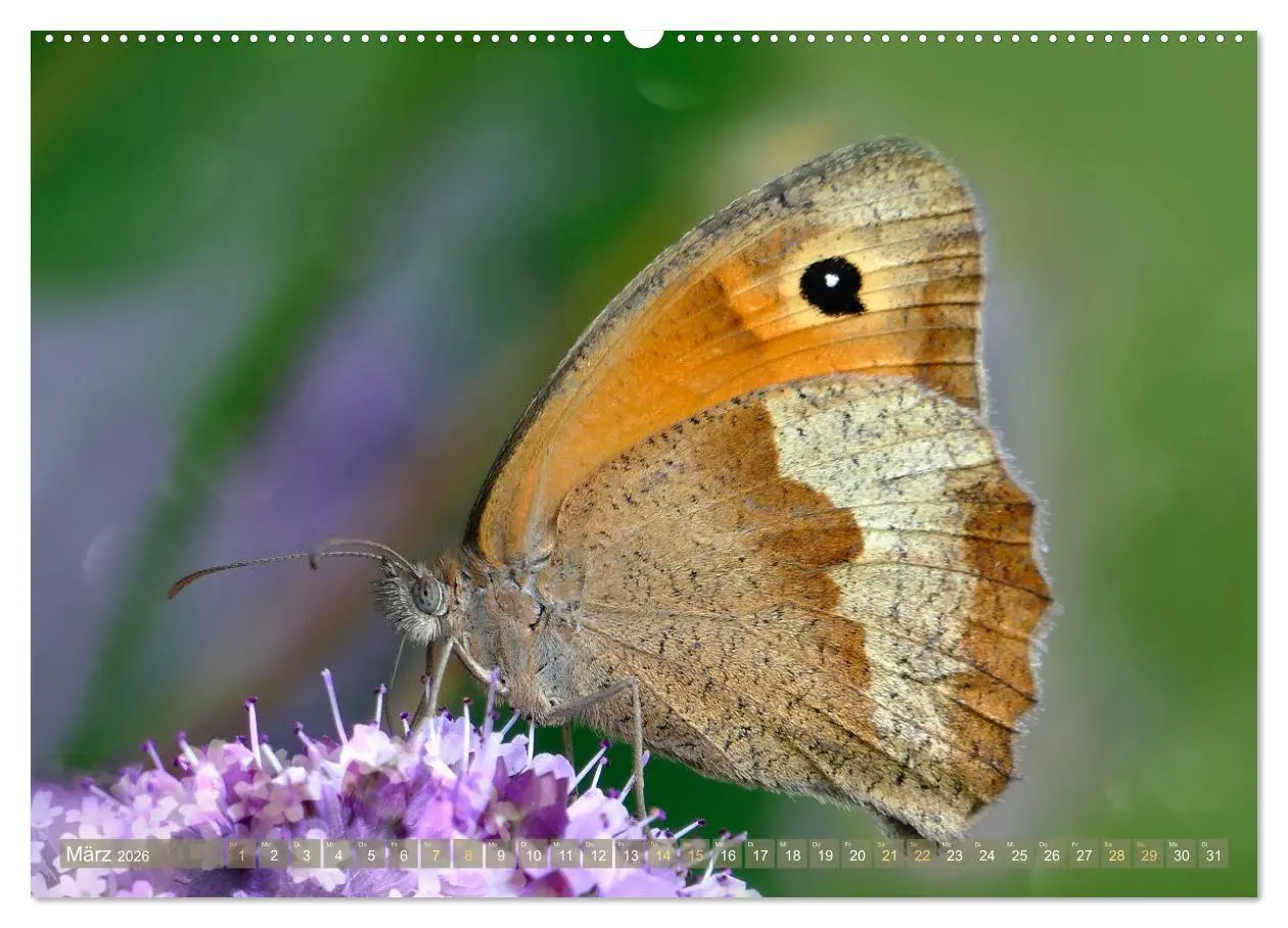 Bild: 9783457567869 | Schmetterlingsjahr (Wandkalender 2026 DIN A2 quer), CALVENDO...